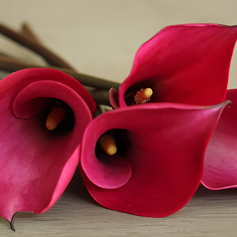 Pink Merlot Mini Calla Lily Flower