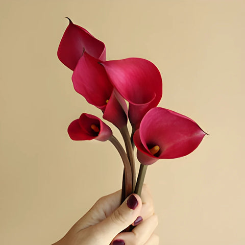 Pink Merlot Mini Calla Lily Flower