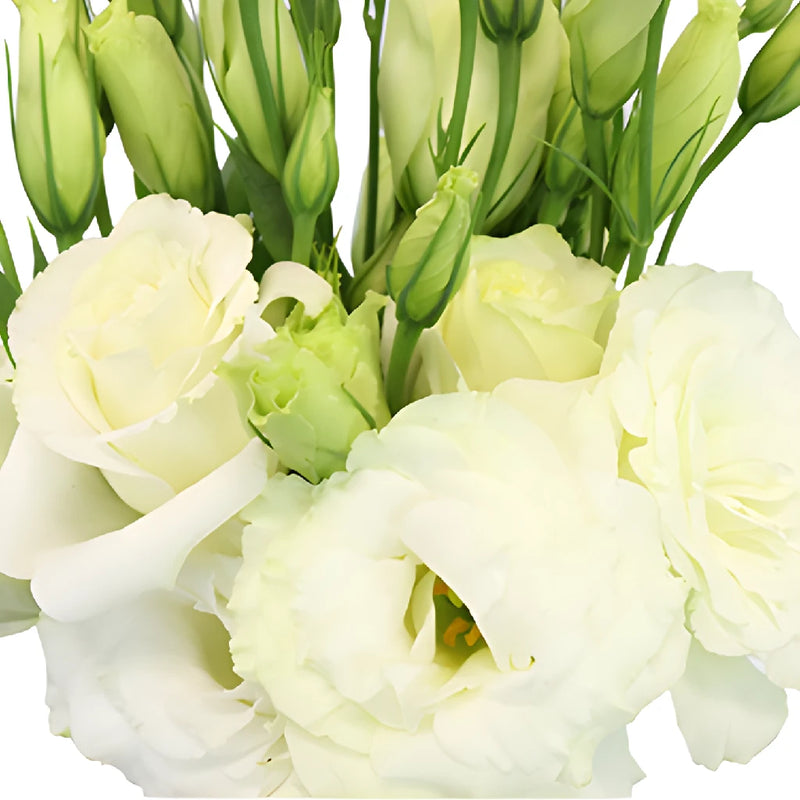 White Lisianthus Flowers Express Delivery