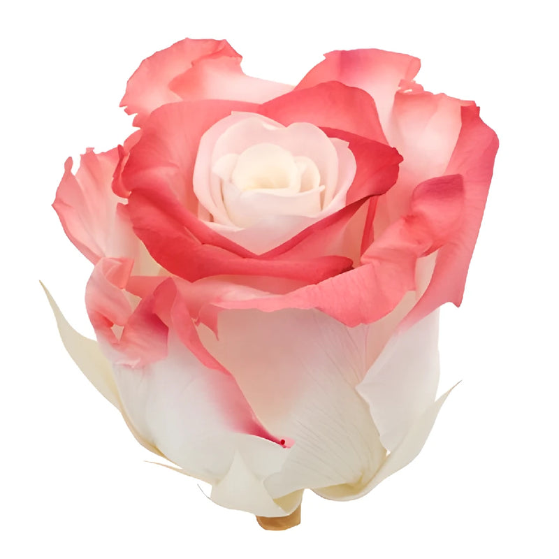 Preserved Altar Love Rose