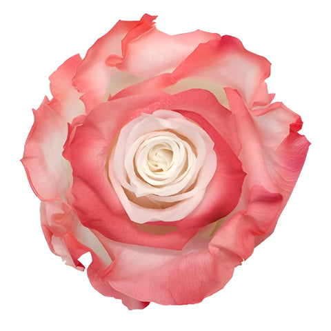 Preserved Altar Love Rose
