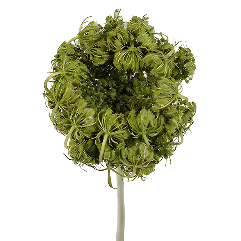 Antique Lace Pods