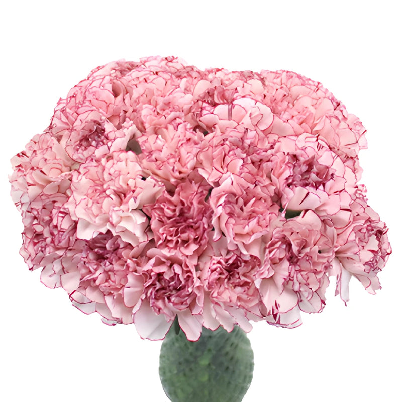 Amica White and Purple Carnation Flowers In a vase