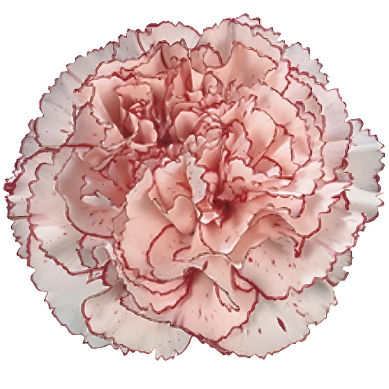 Amica White and Purple Carnation Flower Bloom