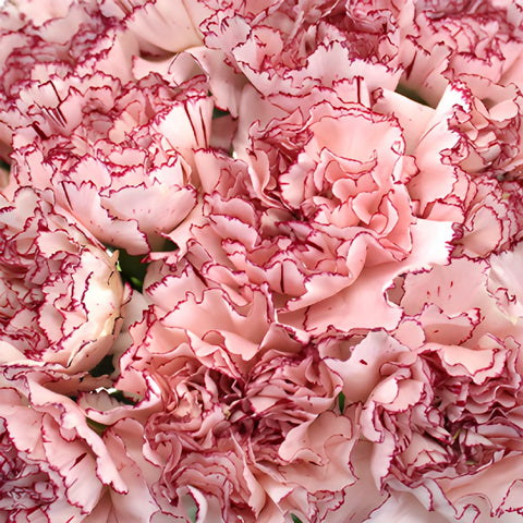 Amica White and Purple Wholesale Carnations Up close