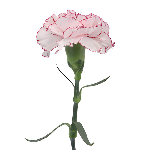 Amica White and Purple Carnations side stem