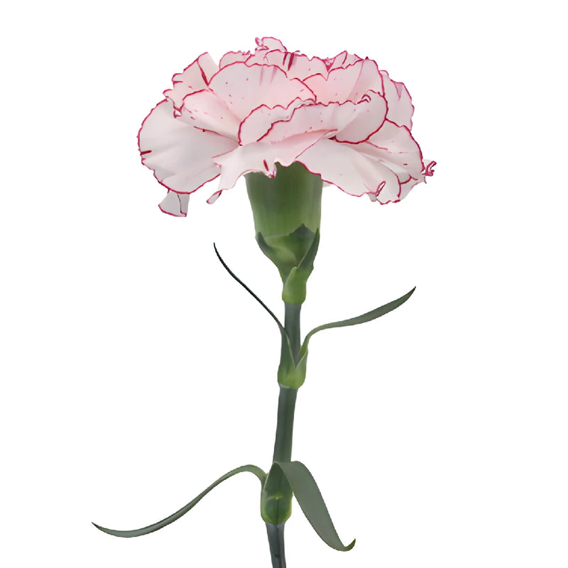 Amica White and Purple Carnations side stem