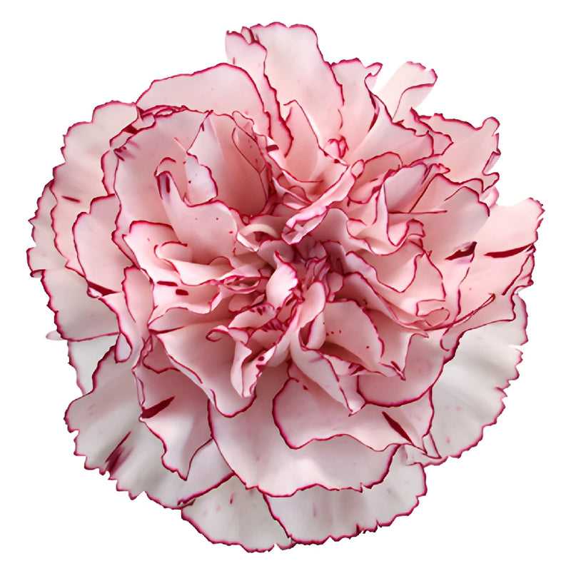 Amica White and Purple Carnation Flower Flatlay