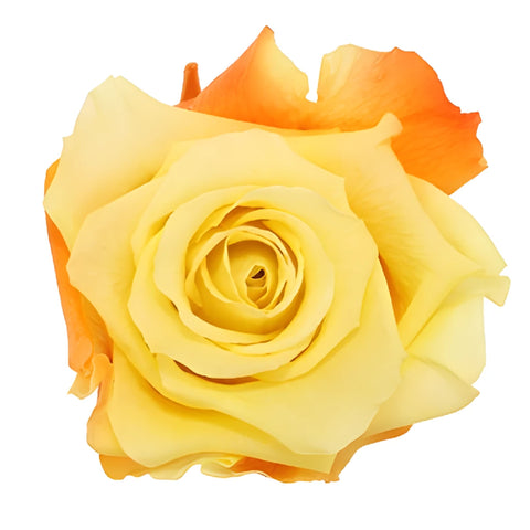 Preserved Andean Fire Rose