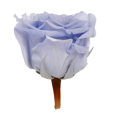 Preserved Andean Sky Rose