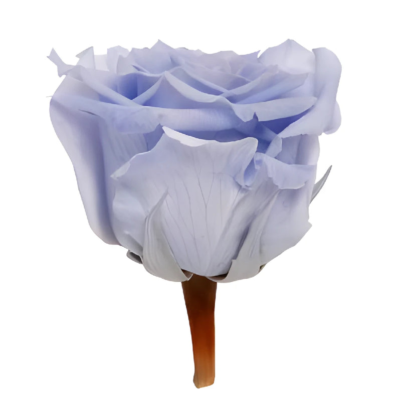 Preserved Andean Sky Rose