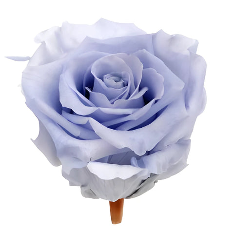 Preserved Andean Sky Rose