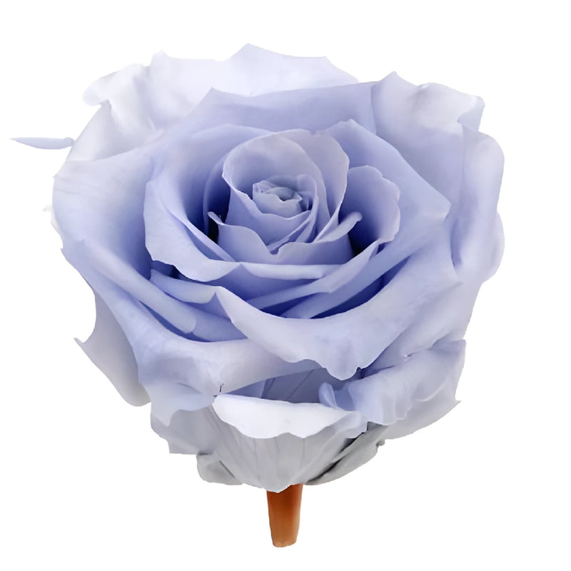 Preserved Andean Sky Rose