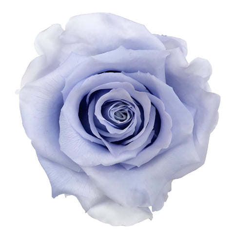 Preserved Andean Sky Rose