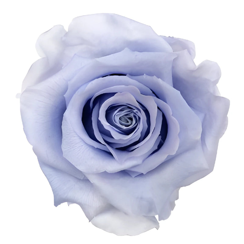 Preserved Andean Sky Rose