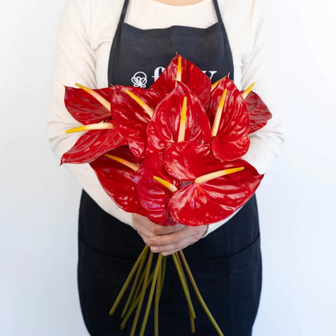 Anthurium Fire Red Tropical Flower Apron - Image