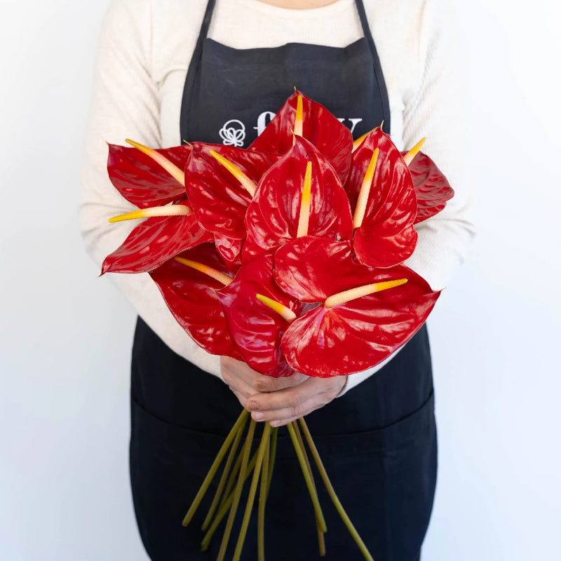 Anthurium Fire Red Tropical Flower Apron - Image