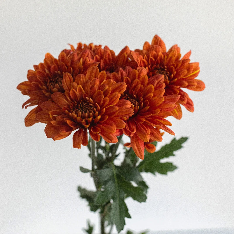 Antique Goldenrod Chrysanthemum Stem - Image