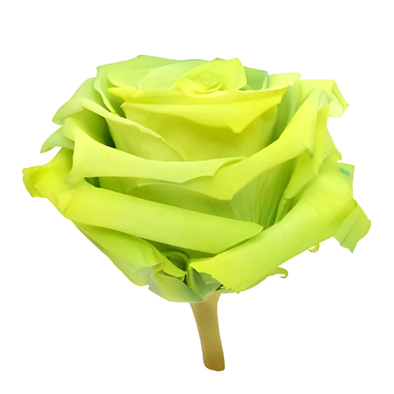 Preserved Antisana Valley Rose