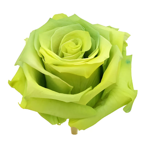 Preserved Antisana Valley Rose