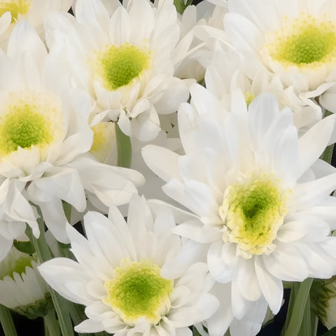 Apple Crisp Green Flower Close Up - Image