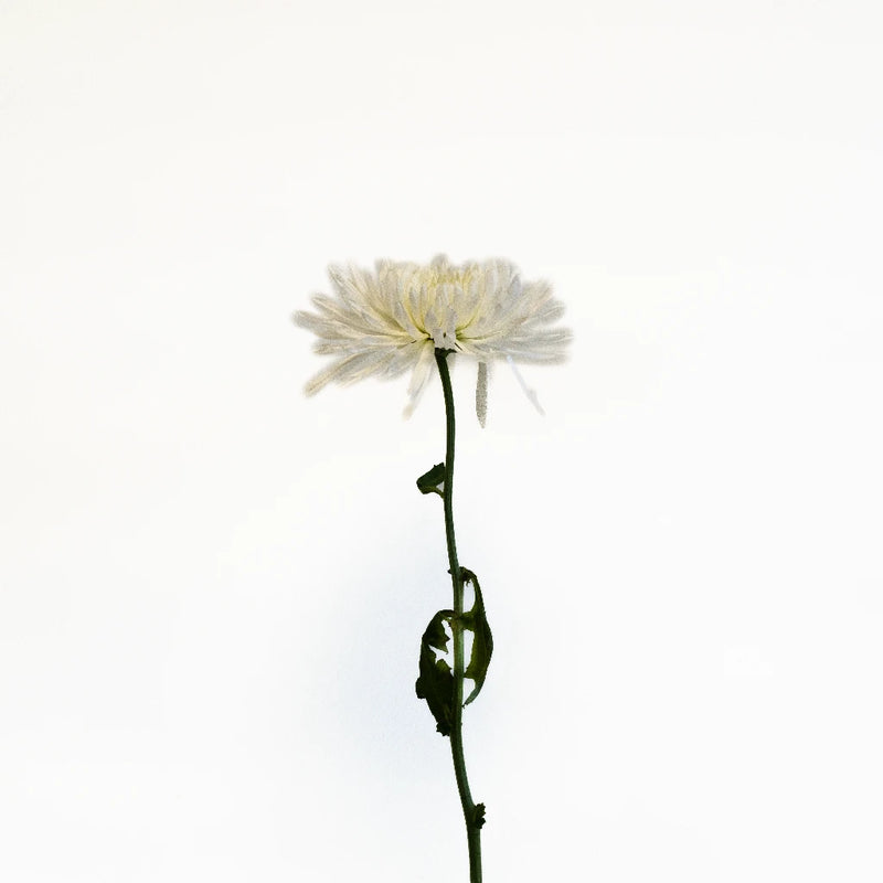 Apple Crisp Green Flower Stem - Image