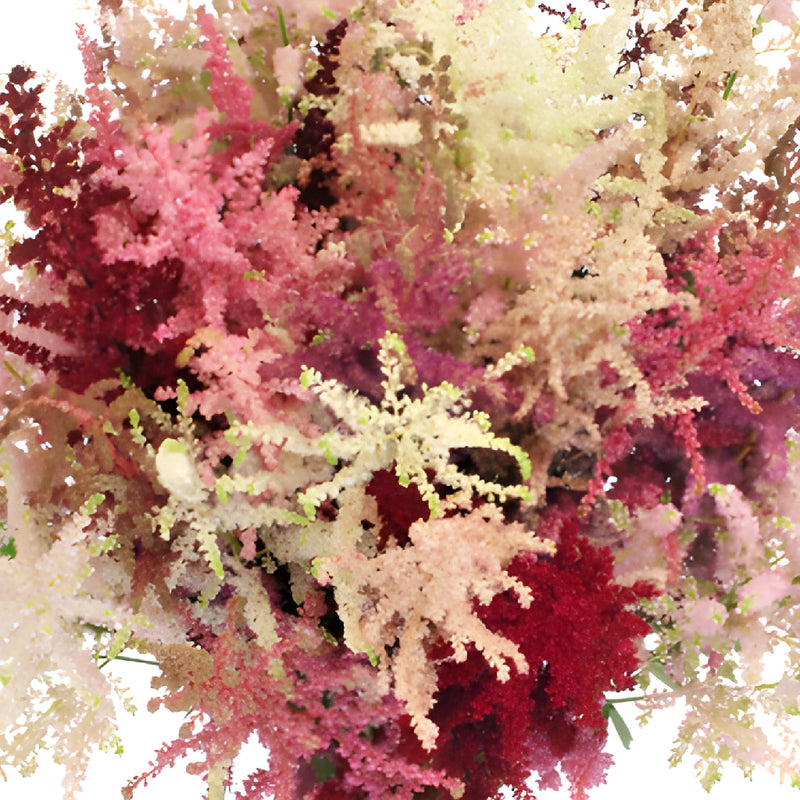 Mixed Color Astilbe Flower May to October