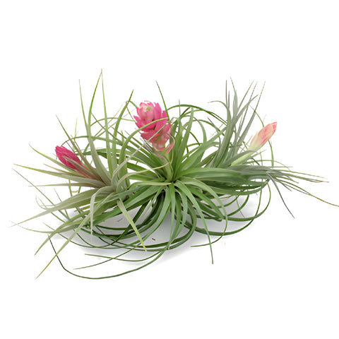 Mixed Blooming Air Plants