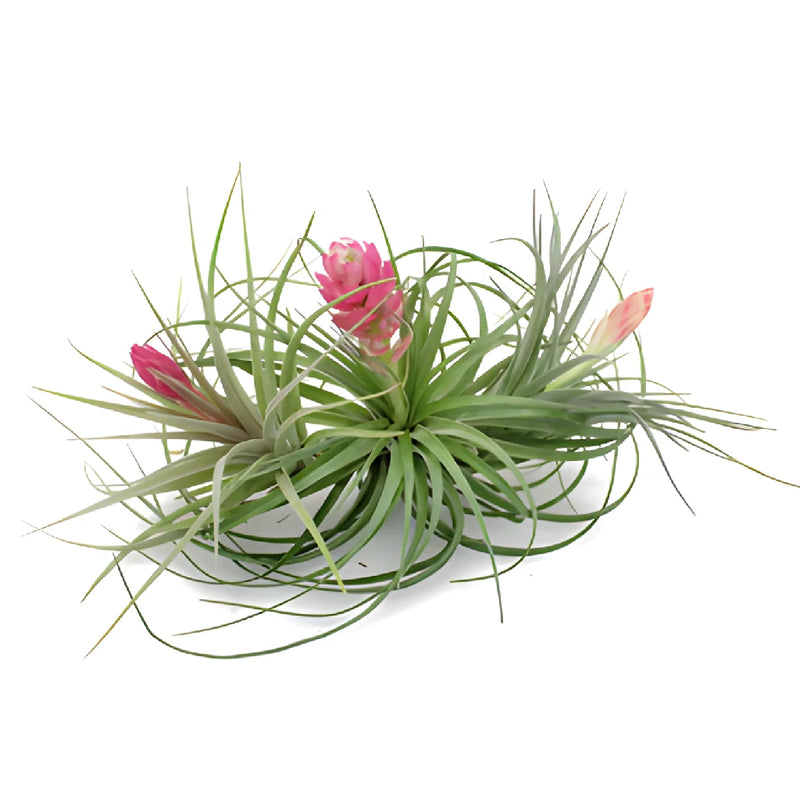 Mixed Blooming Air Plants