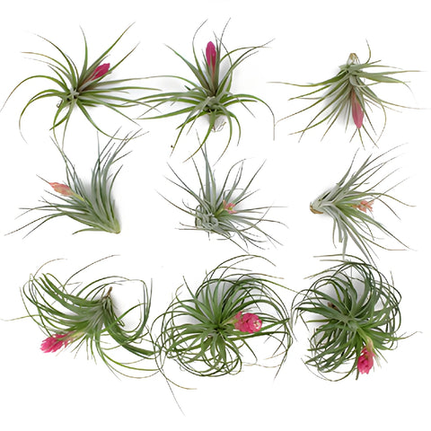 Mixed Blooming Air Plants