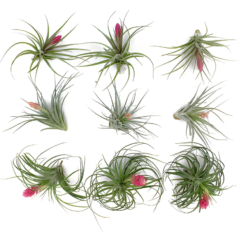 Mixed Blooming Air Plants