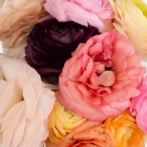 Assorted Colors Ranunculus Fresh Cut Flower Close Up - Image
