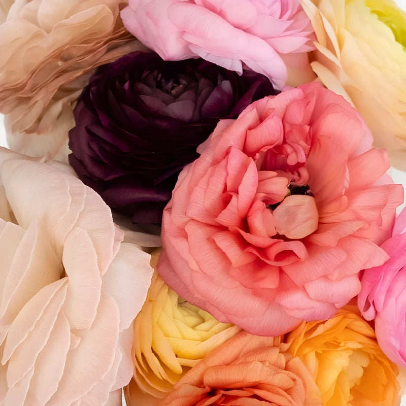 Assorted Colors Ranunculus Fresh Cut Flower Close Up - Image