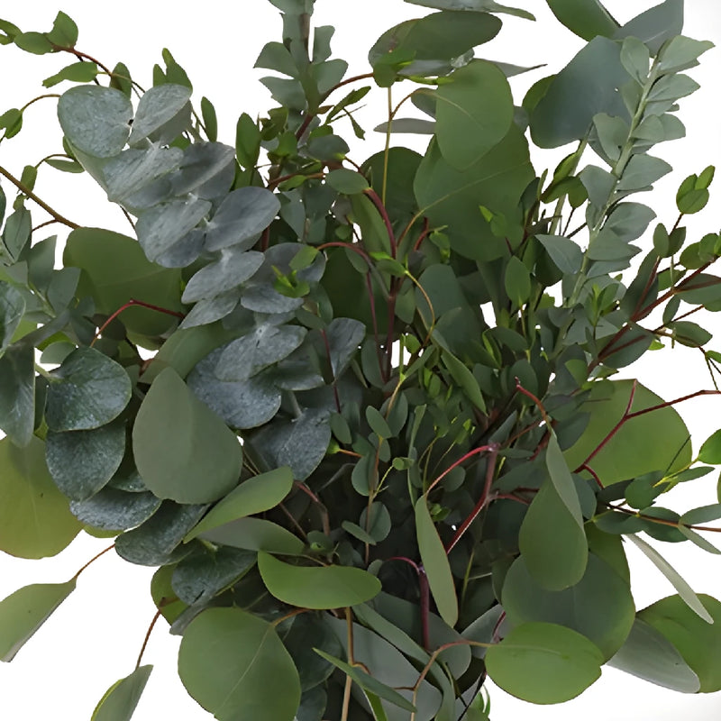 Fresh Ecualpytus Centerpiece for flower arranging