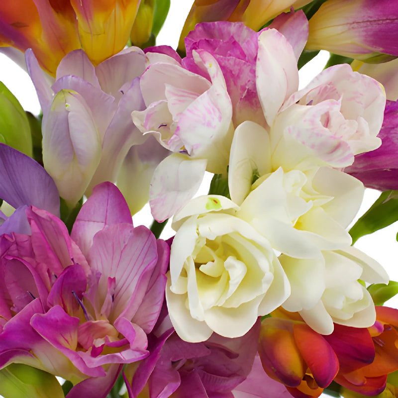 Farm Mix Assorted Colors Freesia Flowers