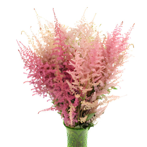 Hues of Pinks Astilbe Flower May to October