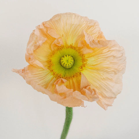 Assorted Poppy Pack Close Up - Image