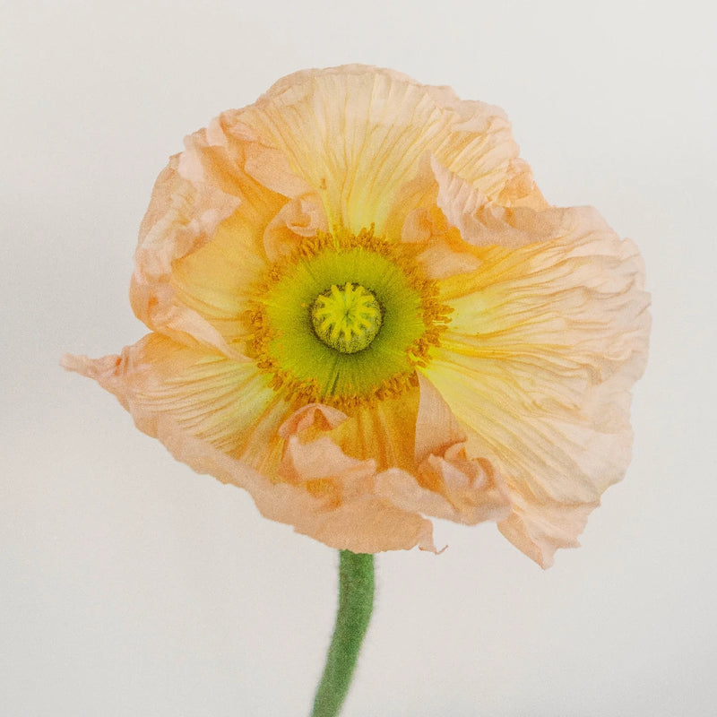 Assorted Poppy Pack Close Up - Image