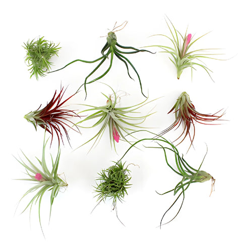 Bulk Assorted Air Plants for DIY Arranging