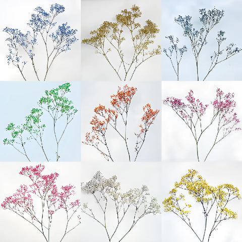 Choose Your Color Baby's Breath Flower