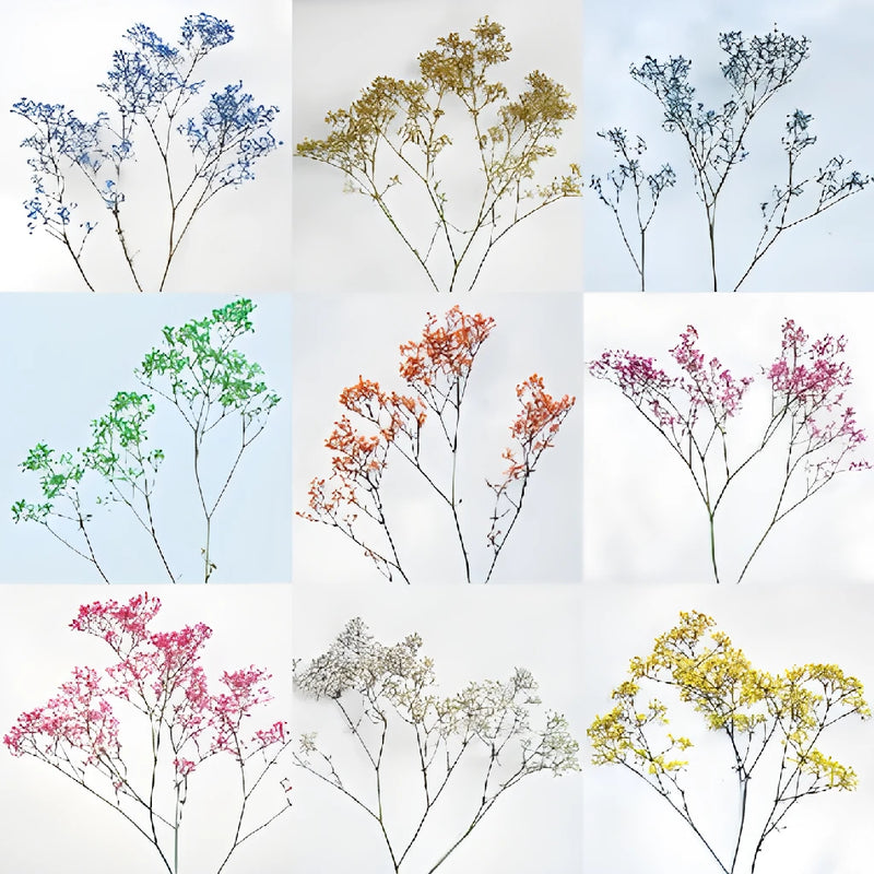 Choose Your Color Baby's Breath Flower