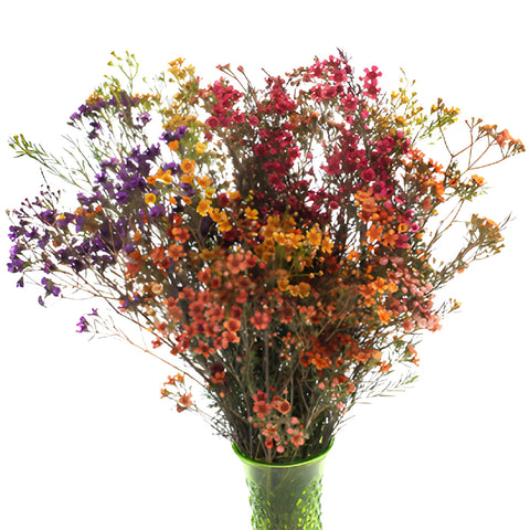 Enhanced Mixed Rainbow Wax Flowers May to November Delivery
