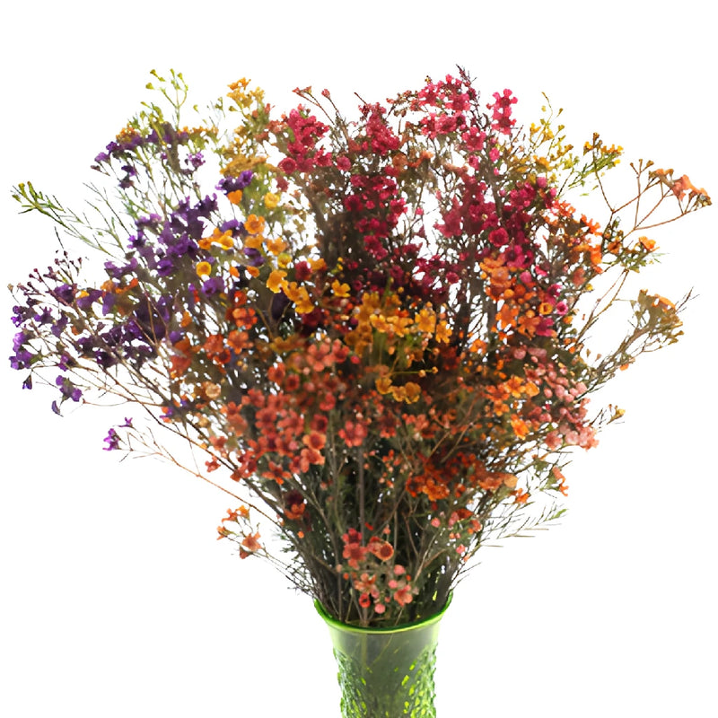 Enhanced Mixed Rainbow Wax Flowers May to November Delivery