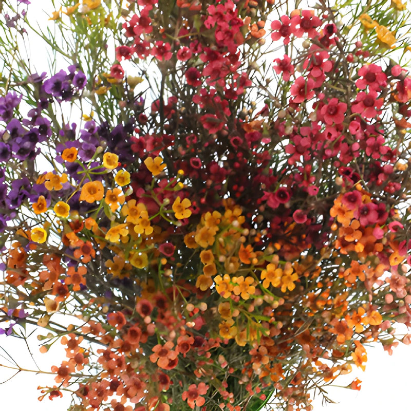 Enhanced Mixed Rainbow Wax Flowers May to November Delivery