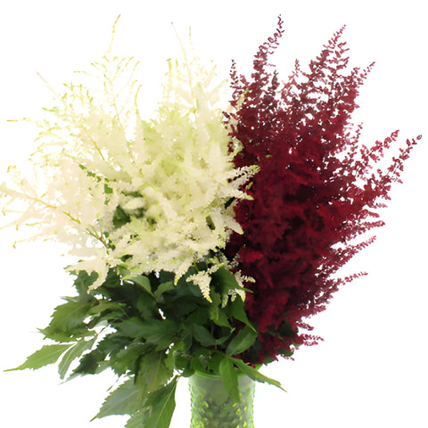 Red and White Astilbe Flower May to October