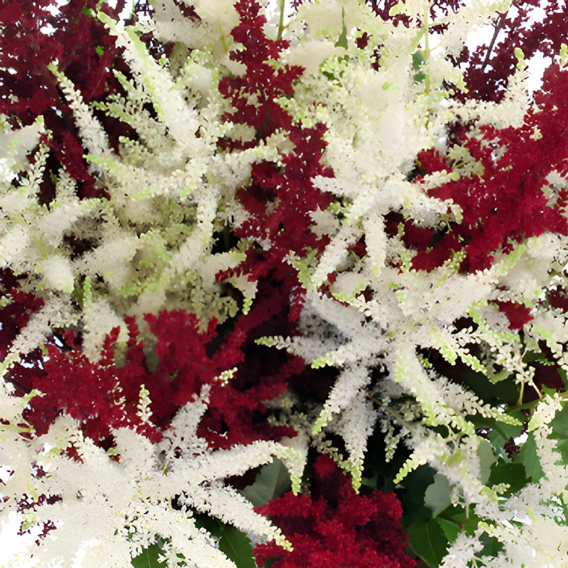 Red and White Astilbe Flower May to October