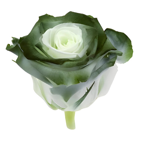 Preserved Atacazo Rose