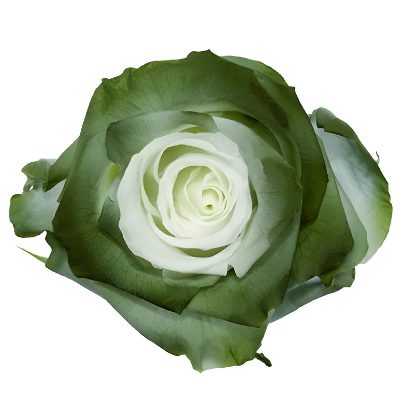 Preserved Atacazo Rose