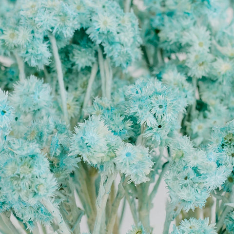 Baby Blue Dried Andrean Asters Close Up - Image