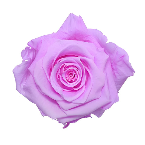 Preserved Baby Lily Rose